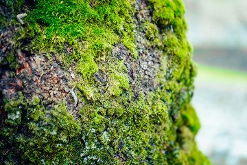 Green moss on the rock.
