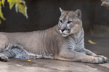 Puma (mountain lion, Cougar) is the fourth largest cat in the world, larger than only the tiger, lion and Jaguar.