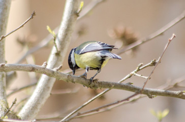 Mésange charbonière