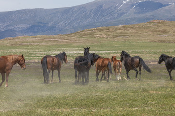 Wild Horses in the Utah Desert in Spring