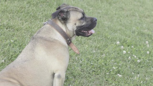 ritratto di cane pitbull che si sdraia e si alza in un parco