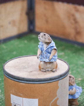 prairie dog. A cute prairie dog pet is standing up on a tank barrel. It is wearing a blue skull shirt, so adorable.