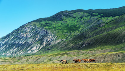 A group of horses in the wilderness of beautiful nature.