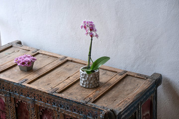 Flowers on a shabby wooden colourful highboy in front of white wall