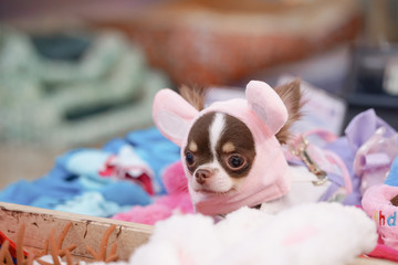 Cute dog. A Chihuahua prebreed dog in the wire mesh basket for selling dog and puppy accessories.