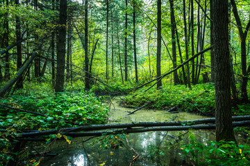 Fototapeta na wymiar Small river in the dark emerald forest