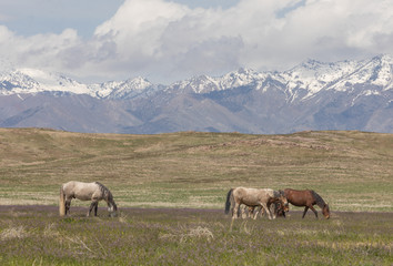 Fototapeta na wymiar Wild Horses in the Utah Desert in Spring
