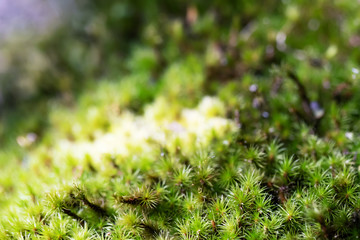 Beautiful Bright Green moss grown up cover the rough stones and on the floor in the forest and sunlight. Show with macro view. Rocks full of the moss texture in nature for wallpaper. soft focus.