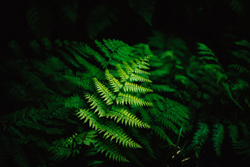 Fototapeta na wymiar Fern leaves on a dark background in the forest. Madeira. Dark forest with ferns. Beautiful green background.