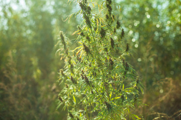 Mature head of cannabis plant