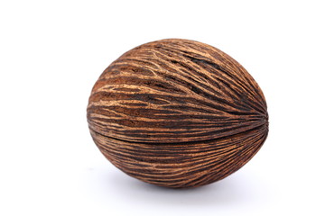 Cerbera odollam,pong pong seed