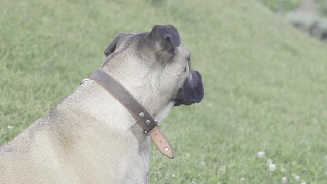 primo piano di cane pitbull che si lecca e si gira di schiena in un parco