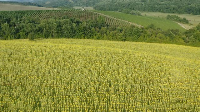 Aerial view of a sunflower field with vineyard and wooded hills from Banat region - Romania.