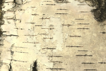 pattern of birch bark with black birch stripes on white birch bark and with wooden birch bark texture
