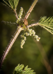 Opillion climbing a plant