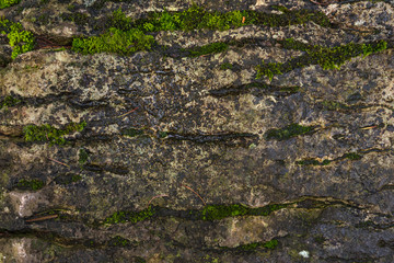 Texture of wild stone. Green moss with dirt on stone