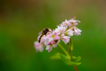 Schwebfliege