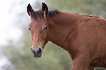 Horses in basque country, Spain