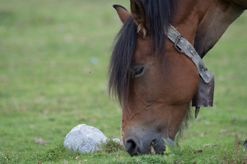 Horses eating grass in basque country, Spain