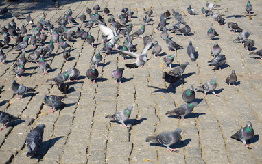 Crowd of pigeons walking and gathering foods and birdseeds on the city square. Flock of pigeon birds feeding on the street. Nutrition concept image. Hungry pigeons eating bread. Selective focus. 