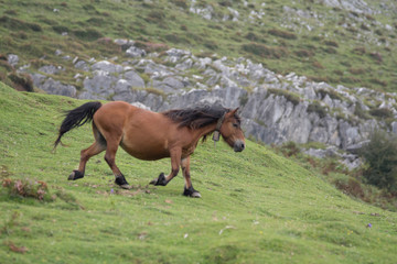 Horses in basque country, Spain