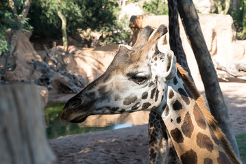 Beautiful African giraffe