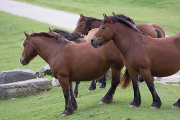 Horses in basque country, Spain