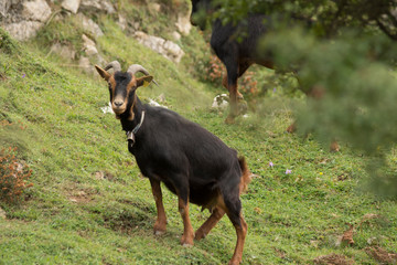 goat on the basque country, spain