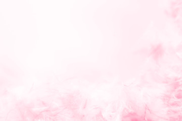 Beautiful abstract blue and purple feathers frame on white background and colorful soft white pink feather portrait frame texture