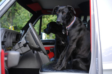 dog in a car