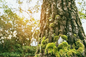 Beautiful Bright Green moss grown up cover the rough tree branch in the tropical evergreen forest denote fertility. trunk full of the moss texture in nature for wallpaper. soft focus.