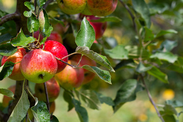 Ripe apples on a tree branch after rain