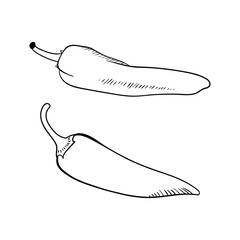 Hand drawn peppers. .sketch for print. isolated on white background.