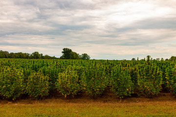 Obraz premium Hemp Field. Colorful SunsetSky and Landscape with Grass - Marijuana Plants.