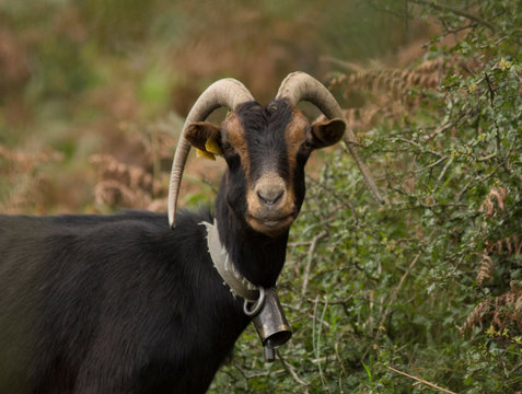 goat on the basque country, spain