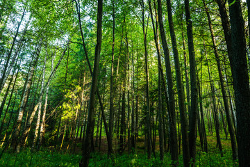 Obraz na płótnie Canvas Beautiful summer forest with different trees