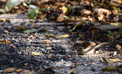 Naklejka na ściany i meble a sparrow holds a sunflower seed in its beak. In a heap of autumn leaves.