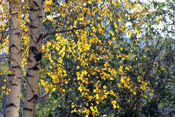 birch leaves are backlit by the sun. Birch trunks. Concept - Autumn