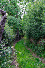 Fototapeta premium Camino de bosque