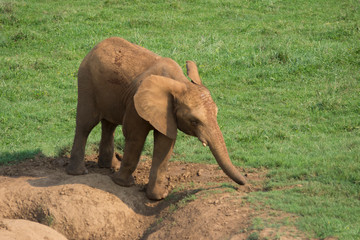 Fototapeta na wymiar elephant in cabarceno natural park, spain