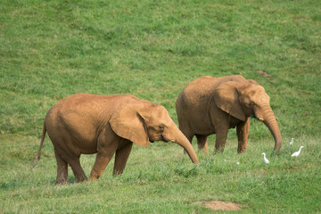 elephant in cabarceno natural park, spain
