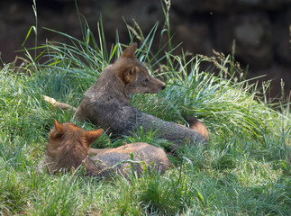 iberian wolf in cabarceno natural park, spain