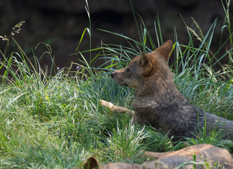 iberian wolf in cabarceno natural park, spain