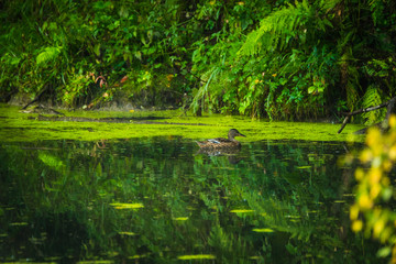 Fototapeta na wymiar Ducks on the lake in misty morning. Selective focus.