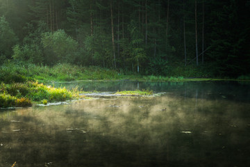 Ducks on the lake in misty morning. Selective focus.