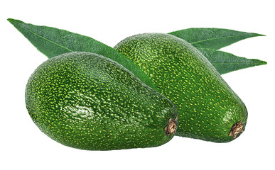 Fresh avocados with leaves isolated on white background with clipping path