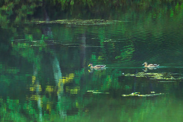 Ducks on the lake in misty morning. Selective focus.