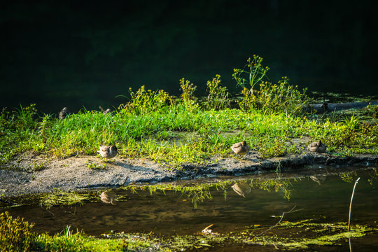 Ducks on the lake in misty morning. Selective focus.
