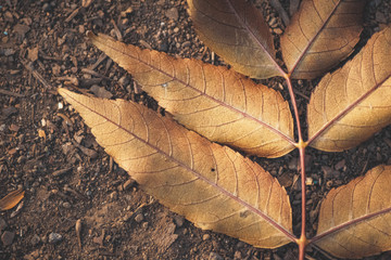 autumn yellow leaf on ground