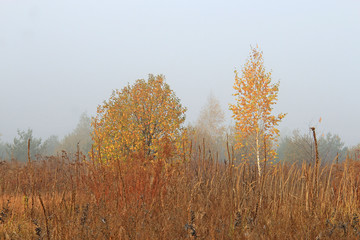 view of the gentle birches in the autumn meadow